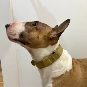 Obdržel jsem taktický obojek pro psy s kovovou sponou od zákazníka O****n.