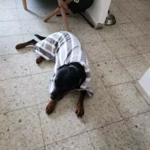 Obdrželi jsme psí župan, savý ručník od zákazníka V********p.