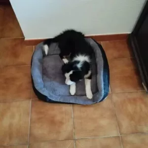 Obdržený pratelný plyšový matrac pro psy od zákazníka B*****l.