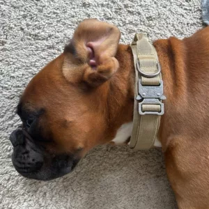 Obojek pro taktický výcvik s kovovou přezkou od zákazníka K***e.