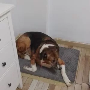 Obdržel jsem krátký plyšový pelíšek pro psa s odnímatelným potahem od zákazníka K****l.