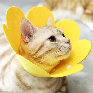 cat protective collar, cat recovery collar, cat flower collar